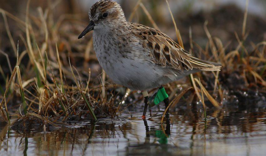 New study investigates mysterious bird population declines
