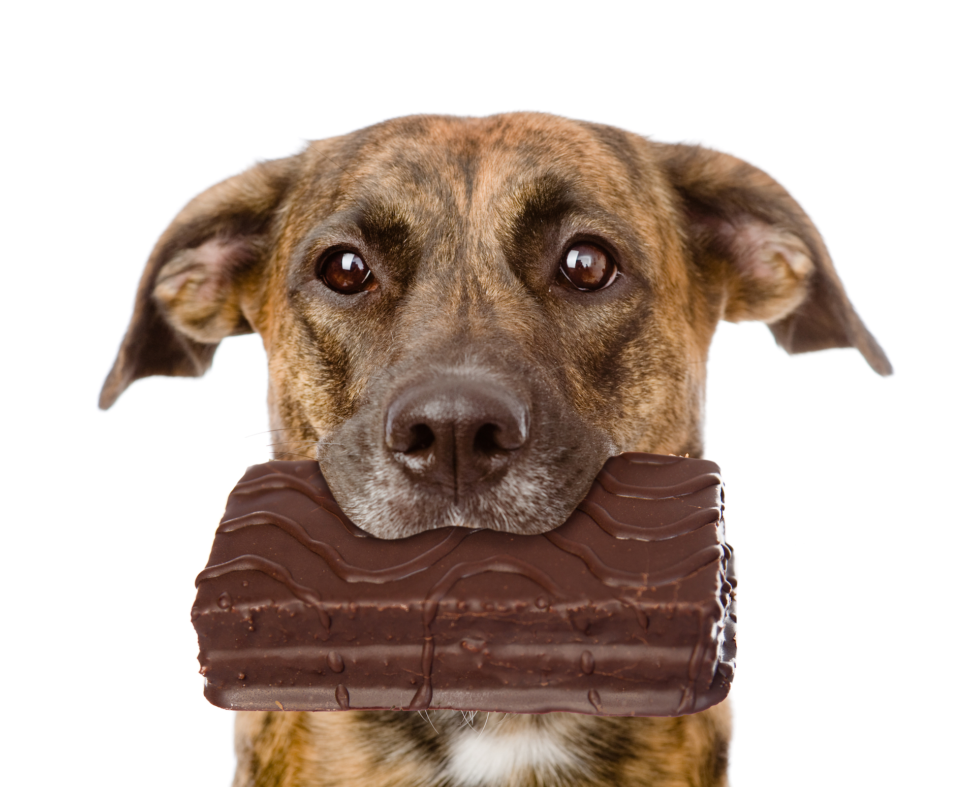 Why is chocolate so bad for dogs?