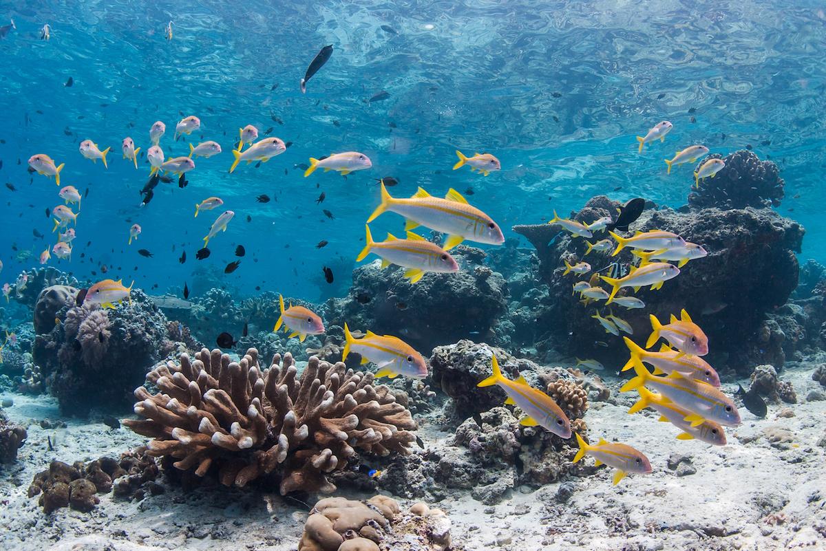 Social lives of reef fish are crucial to saving coral reefs