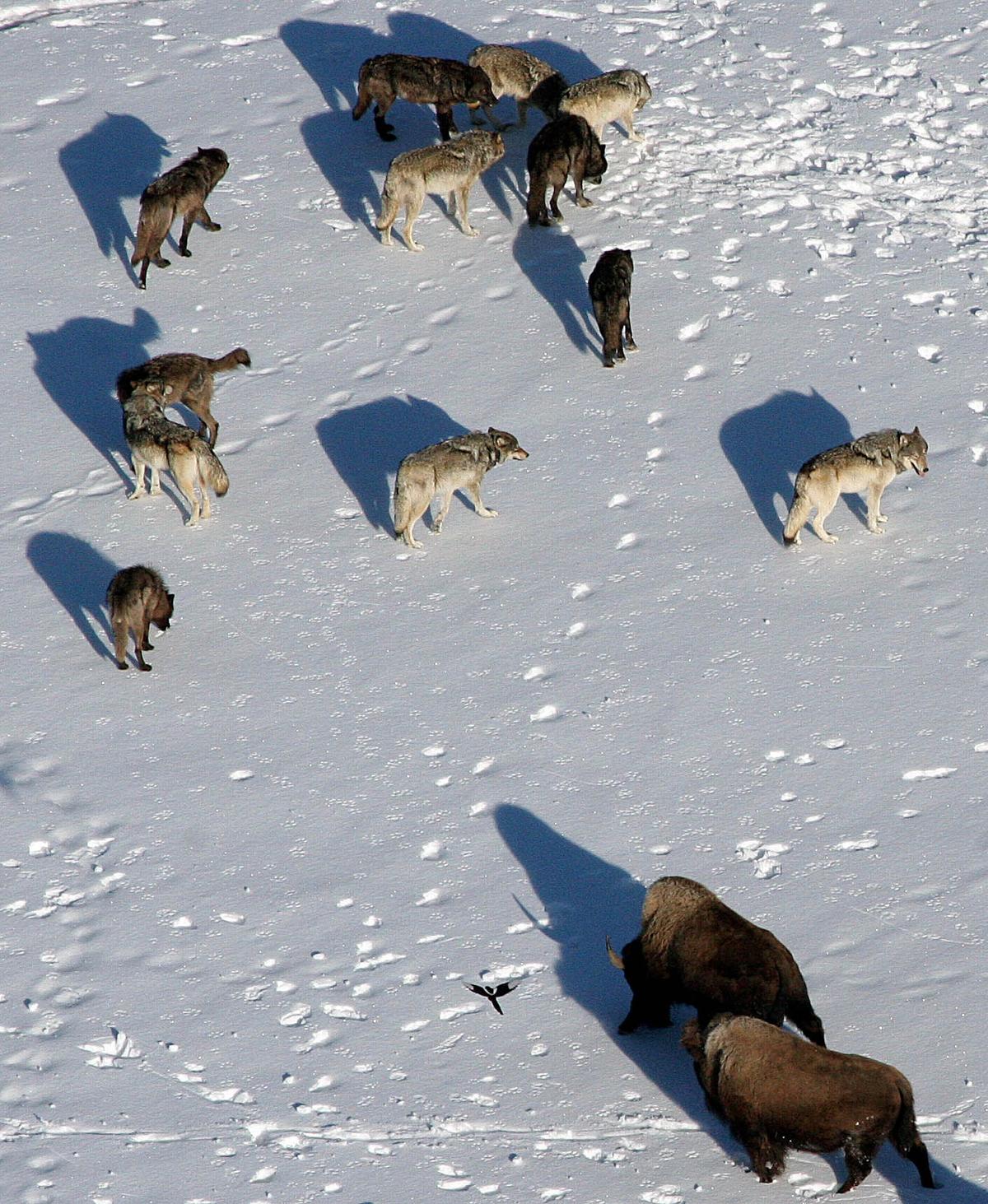 Yellowstone wolves avoid hunting bison as a means of self-preservation