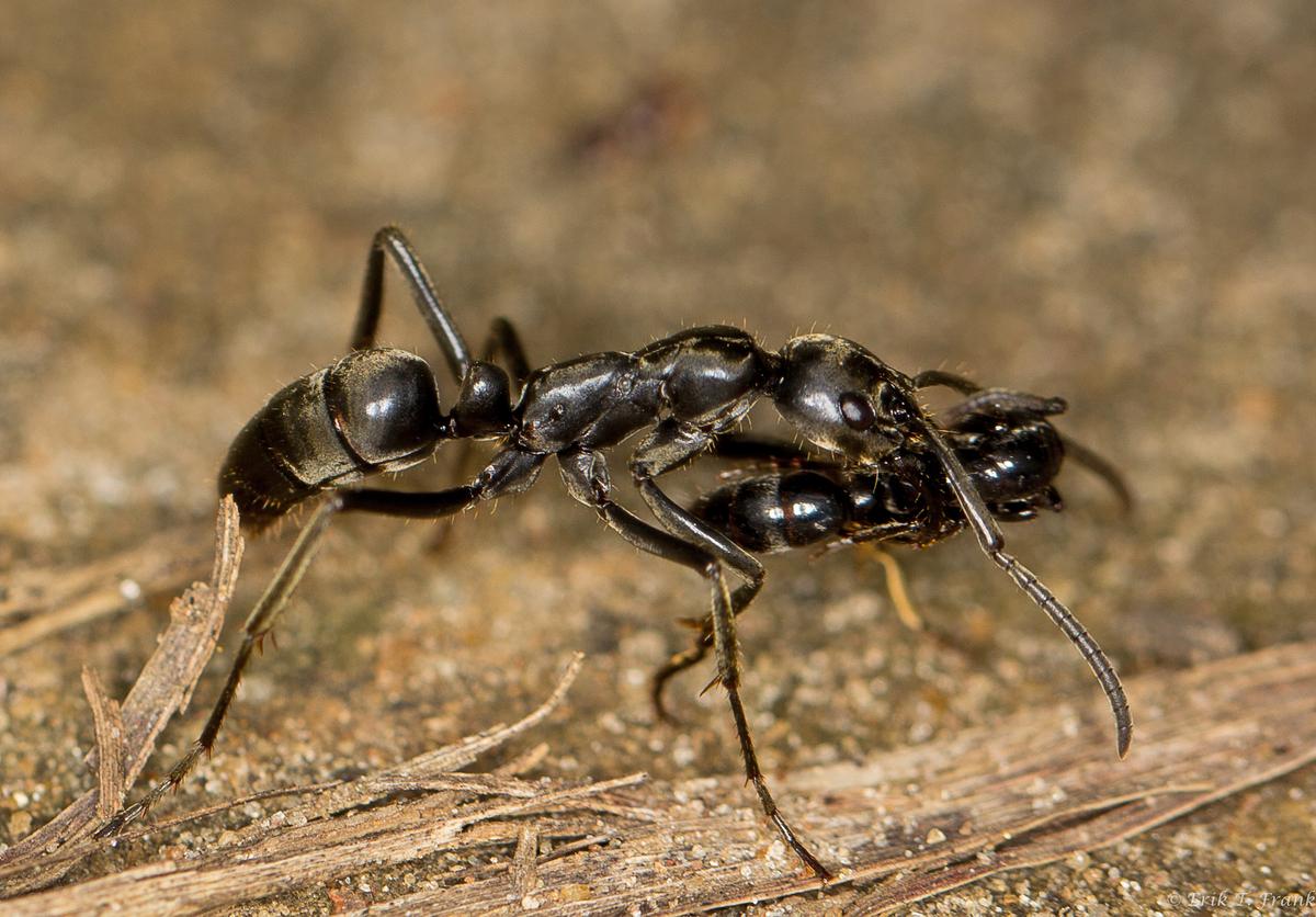 Ants have each other’s backs and rescue their injured