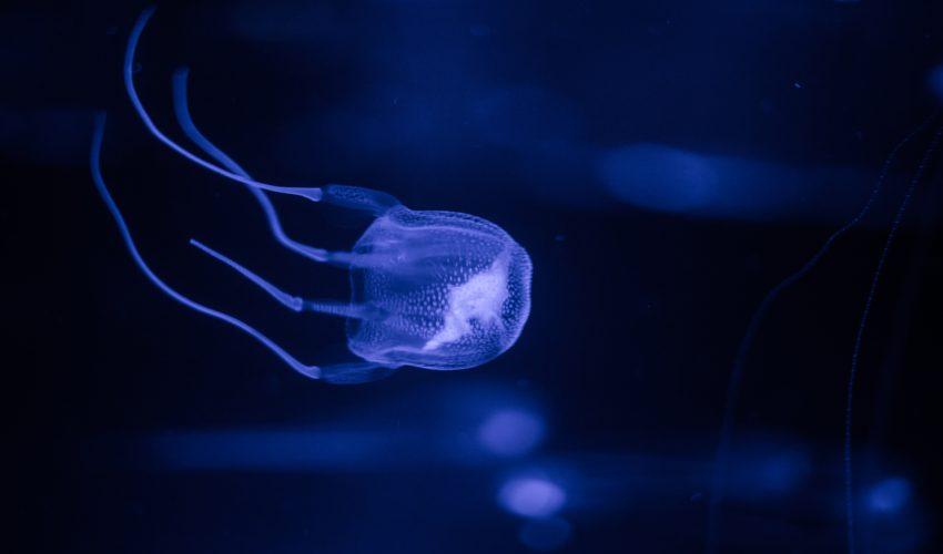 This stinging jellyfish has been invading East Coast beaches