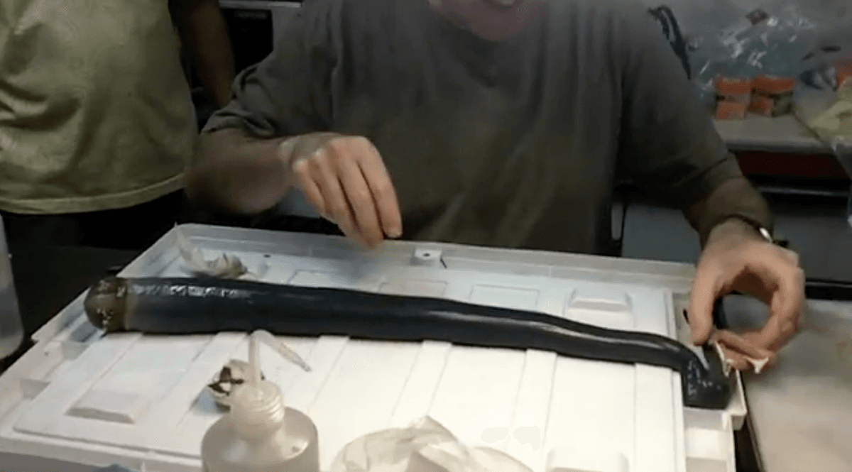 Mysterious, giant, gooey shipworm mystery finally solved