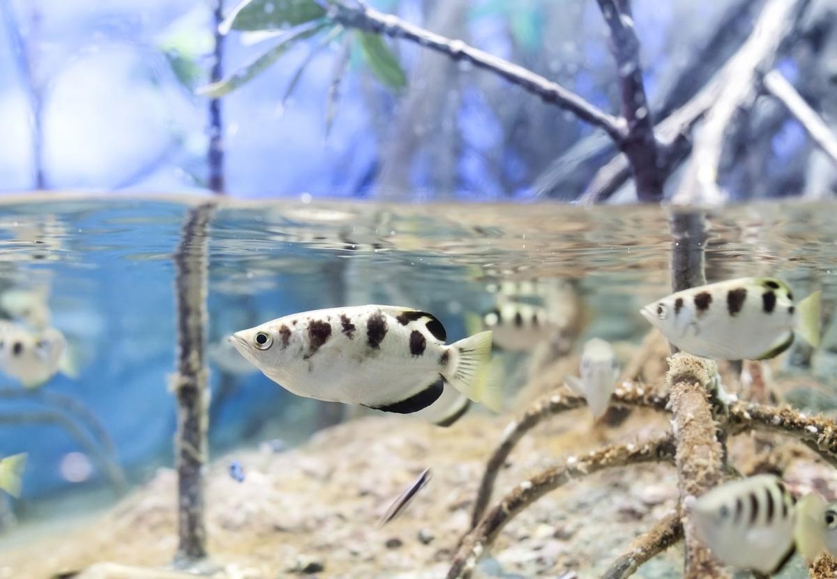 The archer fish may be paving the way for underwater vehicles