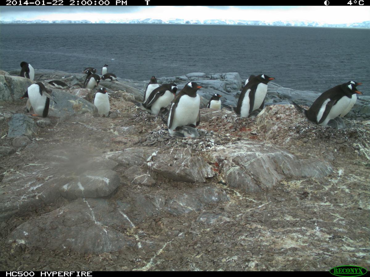 Footage reveals the new migration strategies of penguins