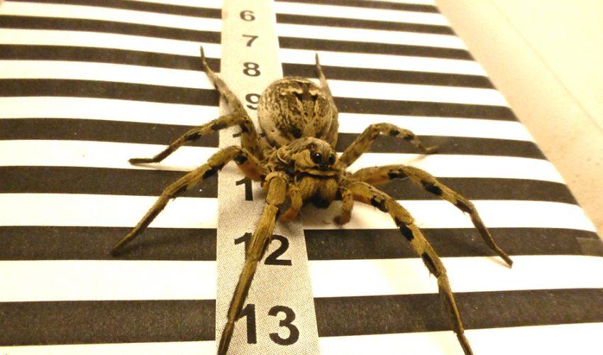 How spiders use their eyes as an odometer to measure distance
