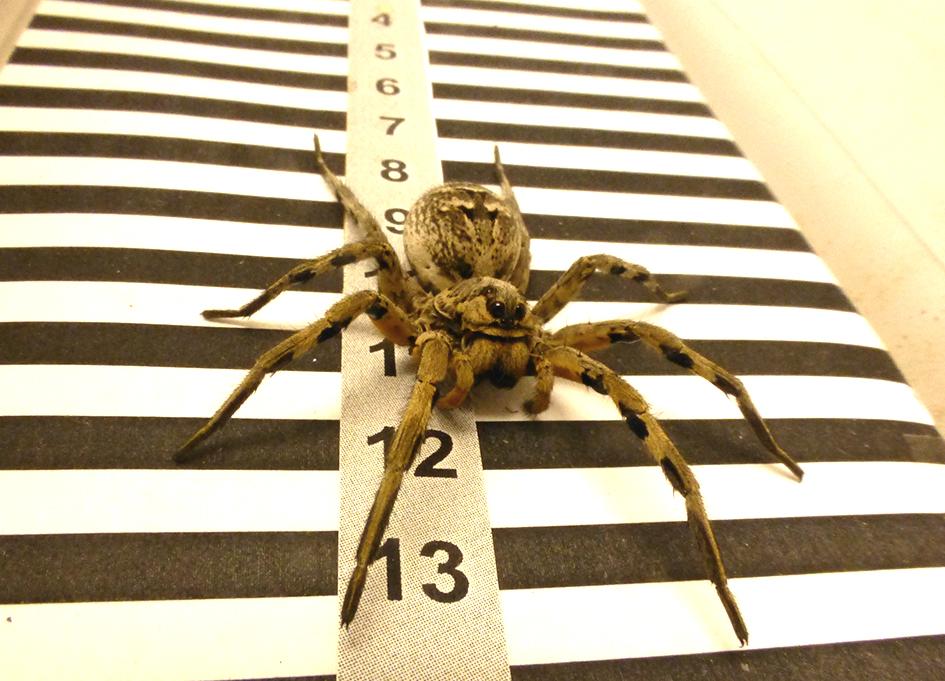 How spiders use their eyes as an odometer to measure distance