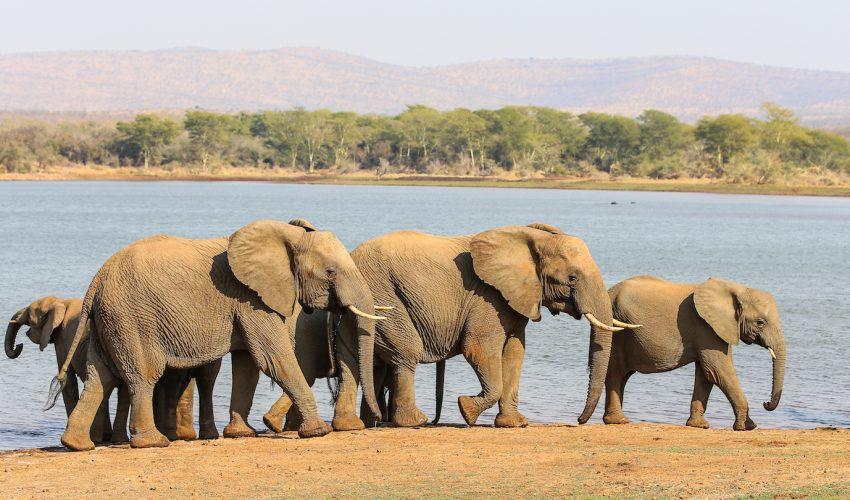 730,000 elephants missing, believed to have been poached