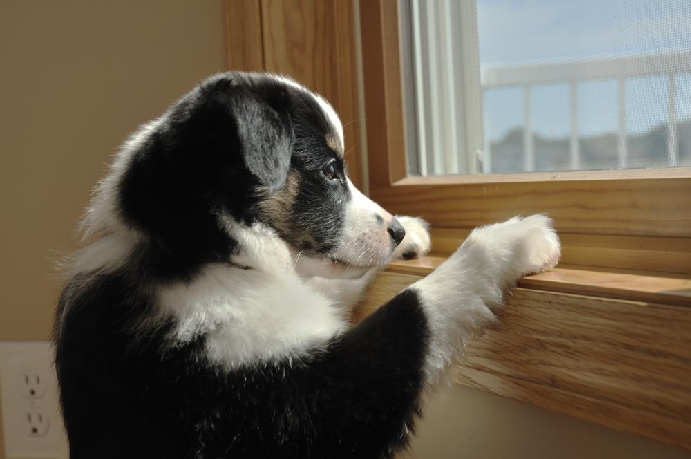 Lonely dogs are more anxious, but their owners can help