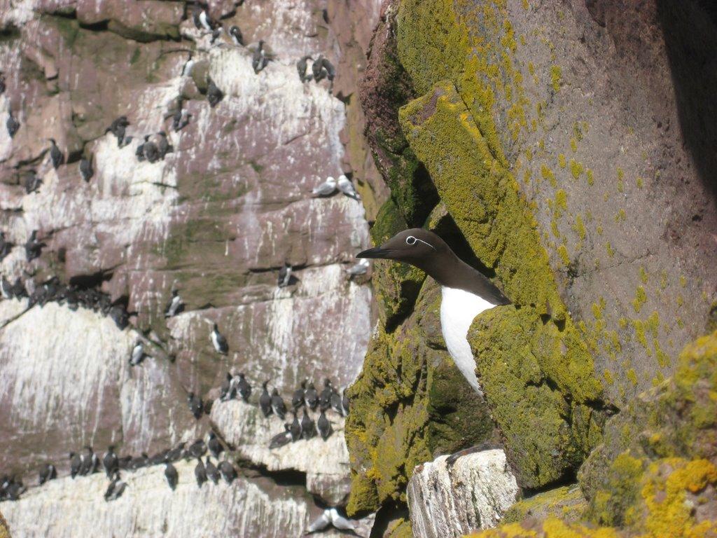 What we can learn from birds about parenting