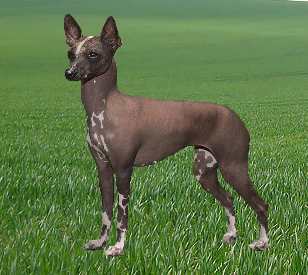 Surprising new information about the ancestry of your dog