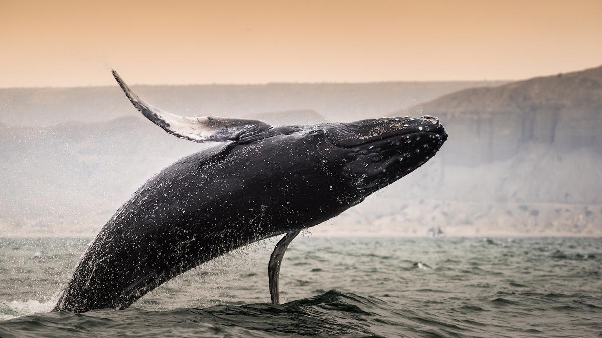Whales collide with boats more frequently than expected