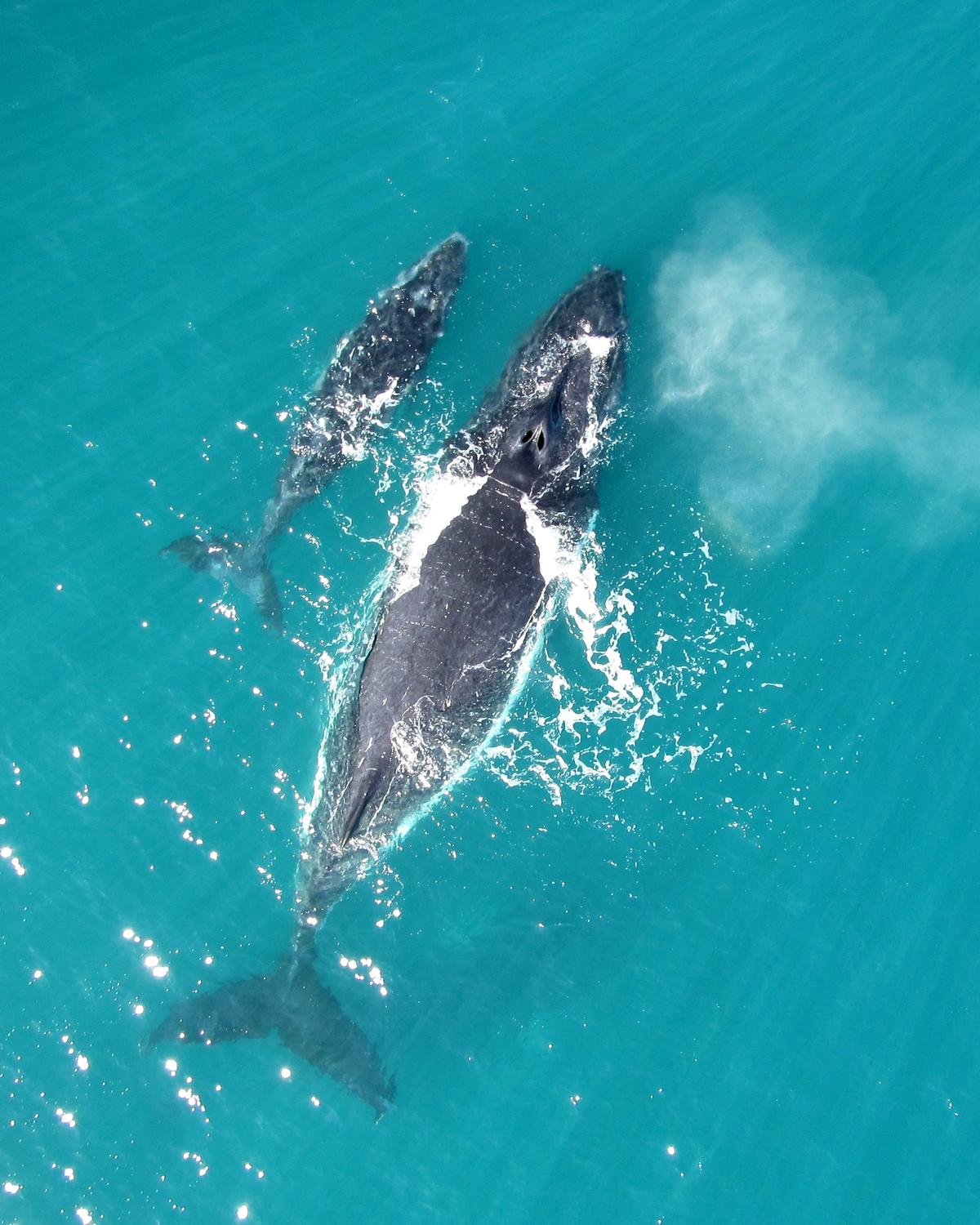 Newborn whales “whisper” to moms to avoid danger