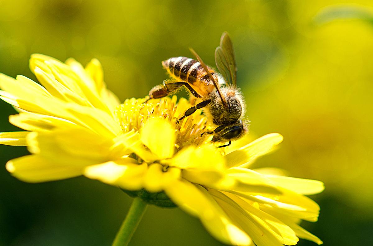 Widely used pesticide could cause even more honey bee deaths