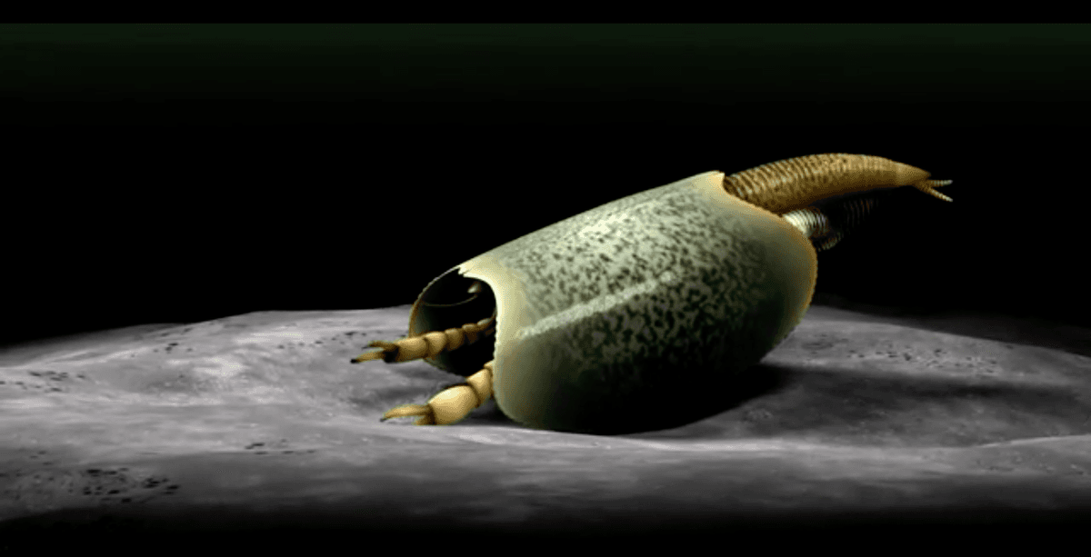 This bizarre sea creature lived half a billion years ago