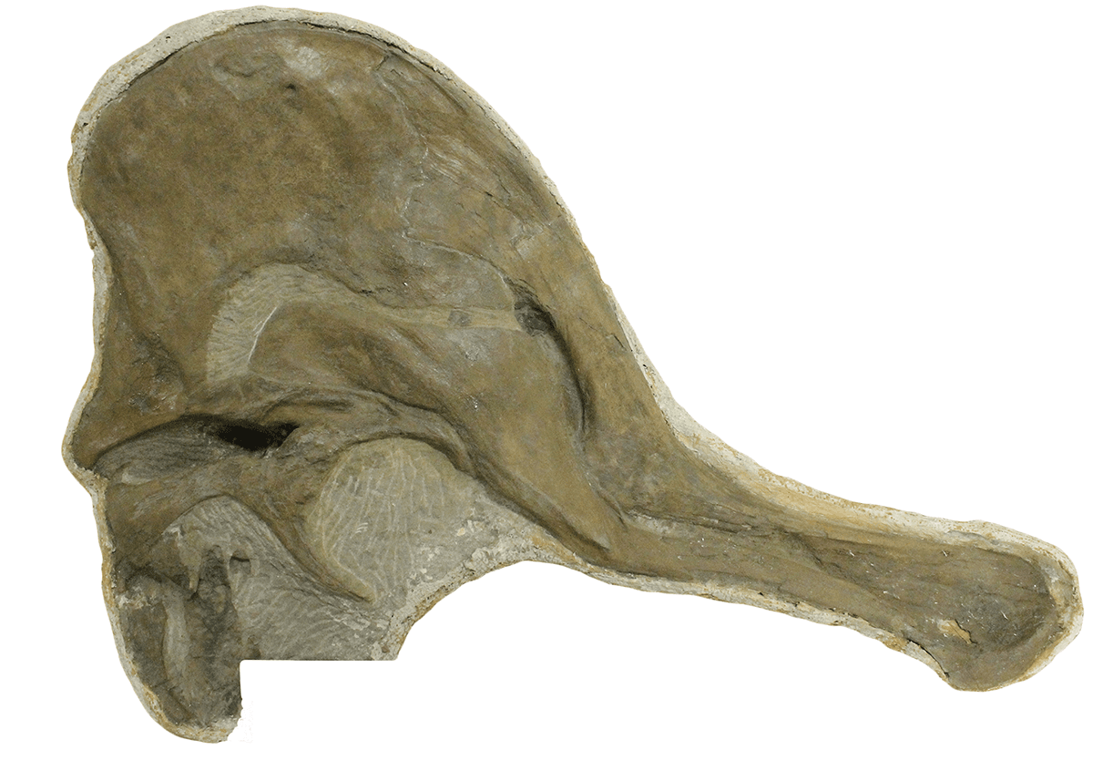 Dinosaur skeleton finally gets its skull back