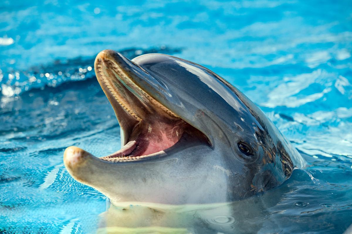 This new technology could allows us to communicate with dolphins