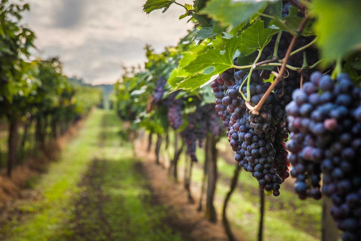 Natural disasters cost the wine industry billions every year