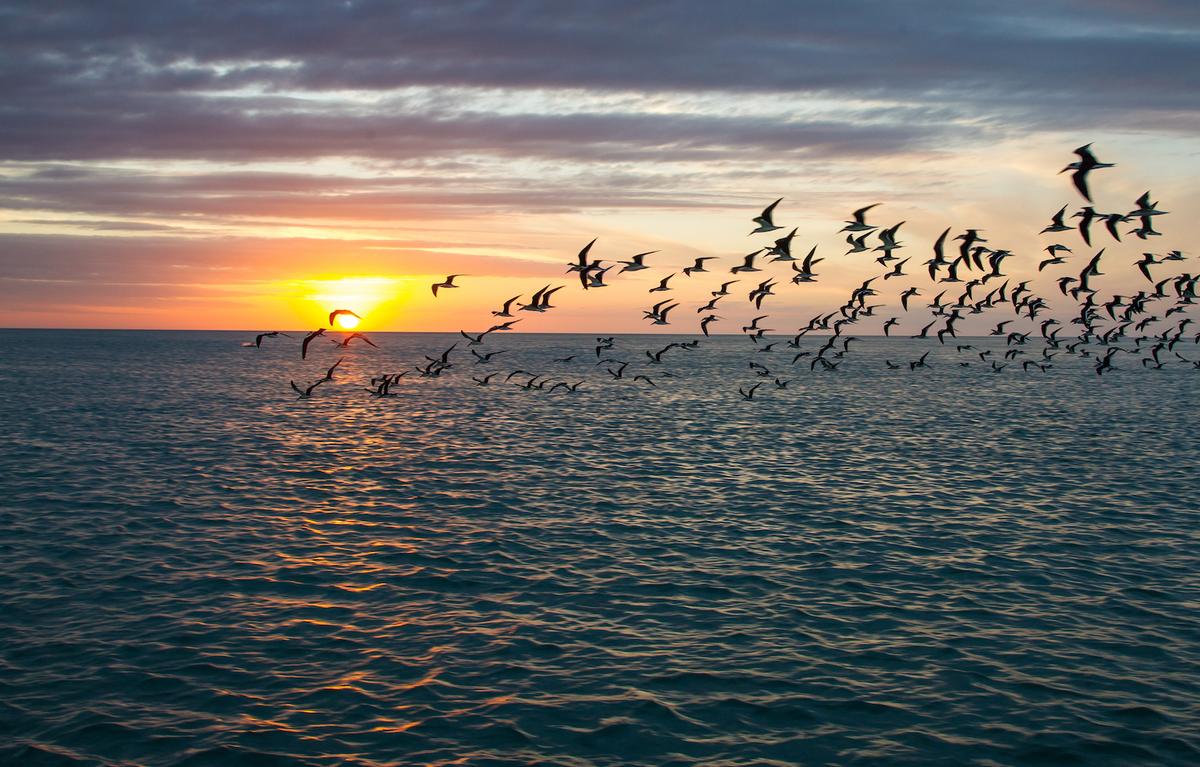 Birds facing increasing challenges in the Gulf of Mexico