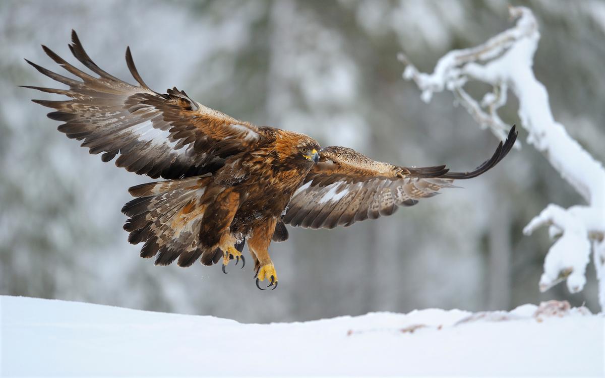 Golden Eagles migrate through stormy weather to hold their turf