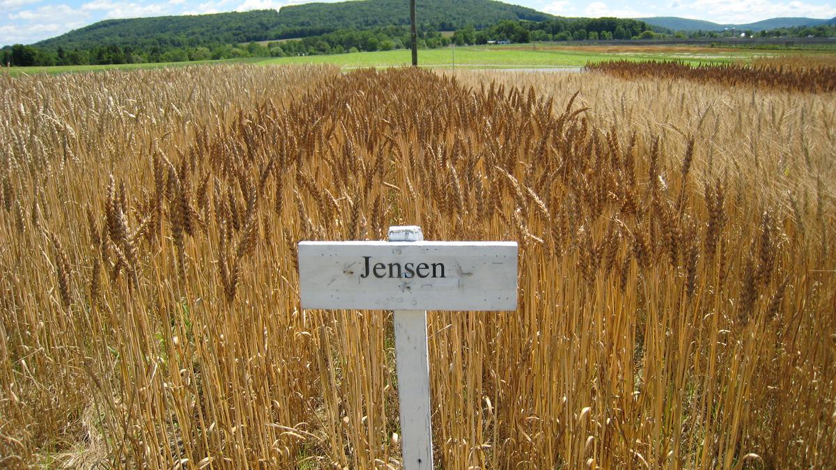 As climate change looms, climate-resilient wheat varieties bloom