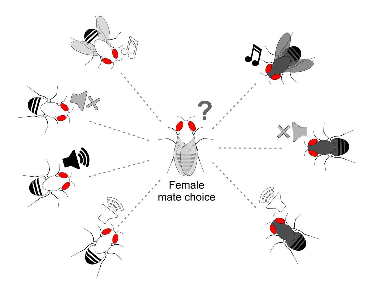 Female fruit flies pick their mate through a courtship song