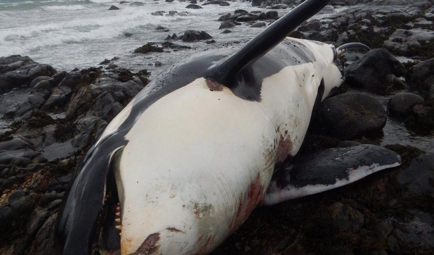 Lulu the whale died with highest amount of pollution on record