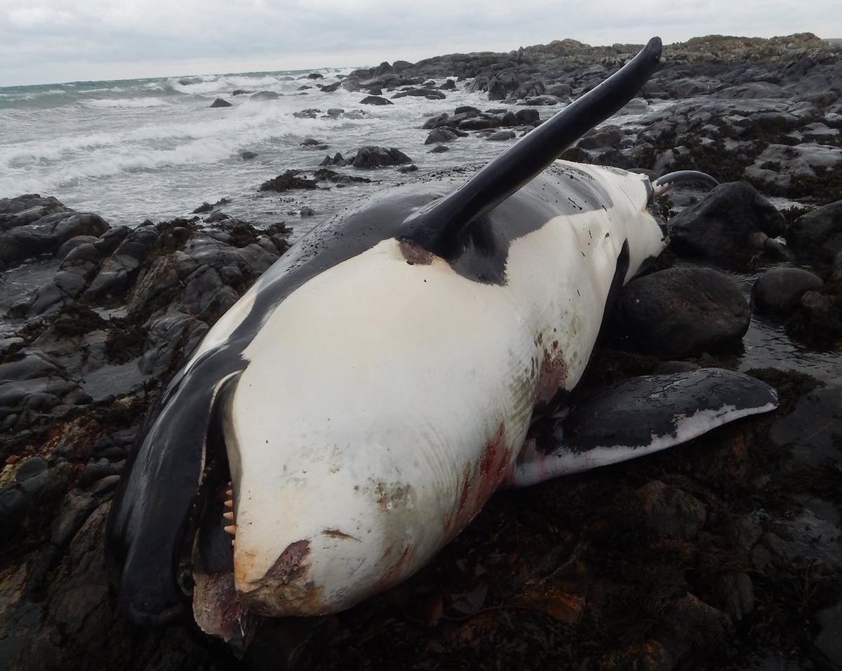 Lulu the whale died with highest amount of pollution on record