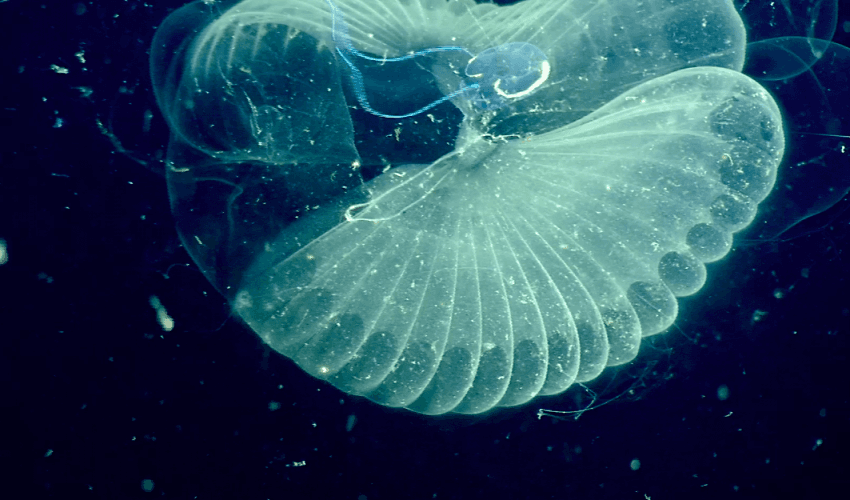 Deep dive discovers sea creature’s massive carbon impact