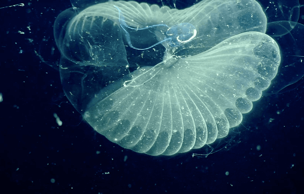 Deep dive discovers sea creature’s massive carbon impact
