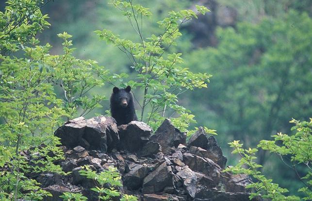 Asiatic black bears focus on protein to bulk up for the summer