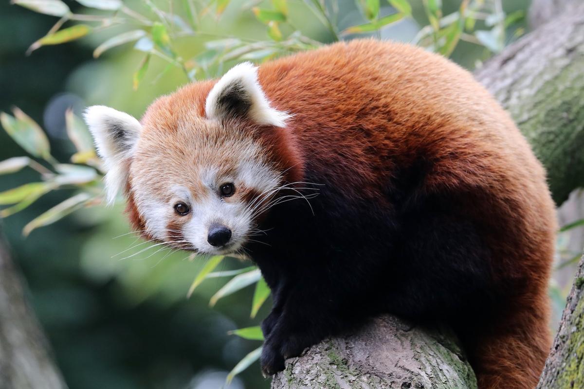 Some of Earth’s most adorable animals are facing extinction
