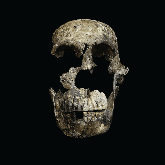 South African fossil discovery sheds new light on human relative
