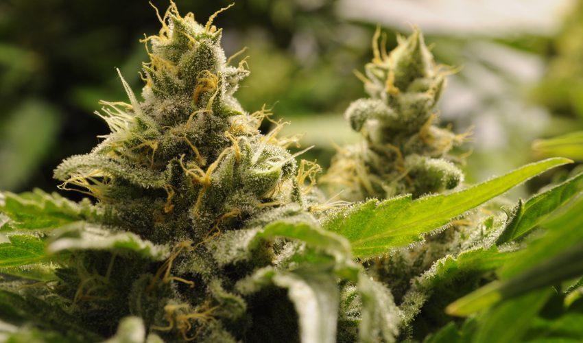 Cannabis could slow memory loss in the elderly, new study finds