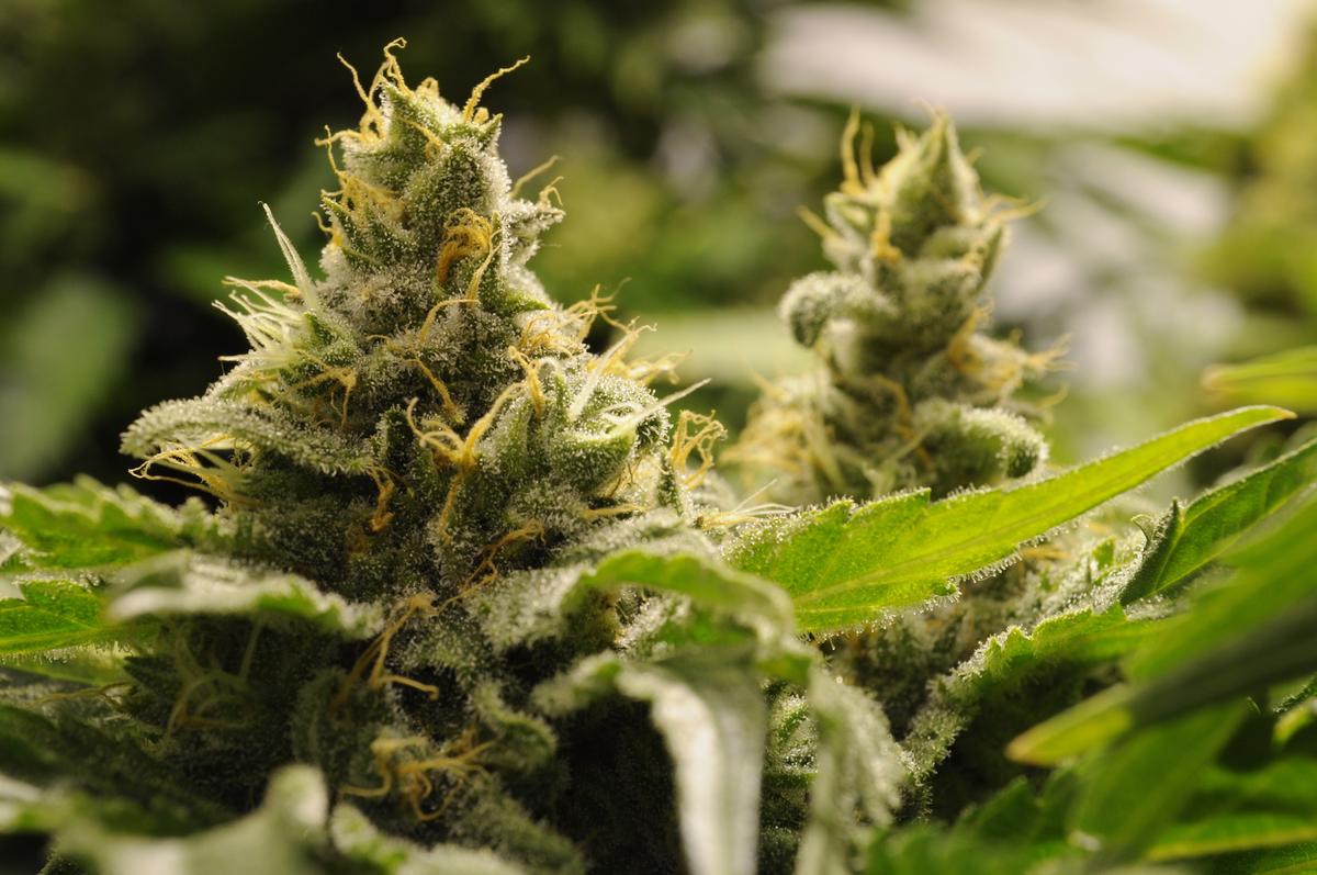Cannabis could slow memory loss in the elderly, new study finds
