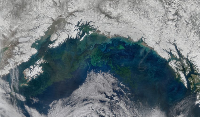 Spring phytoplankton bloom in the Gulf of Alaska