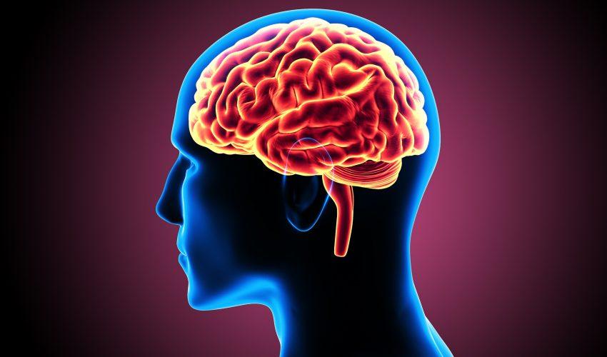 New study: men have larger brains, but women’s are more efficient