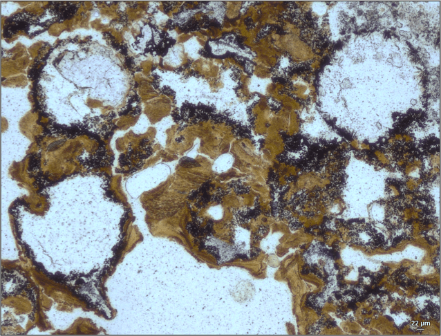 Australian fossil find marks the oldest evidence of life on land