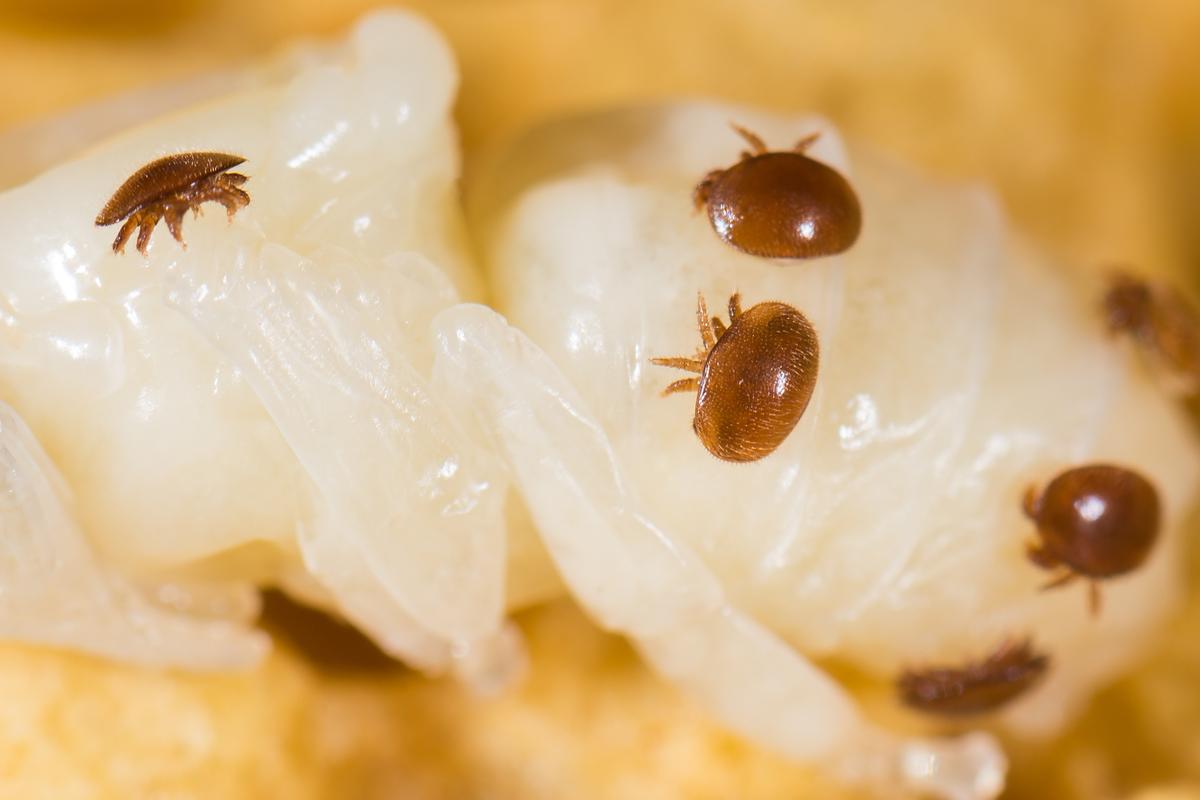 Varroa mites taking advantage of already vulnerable honey bees