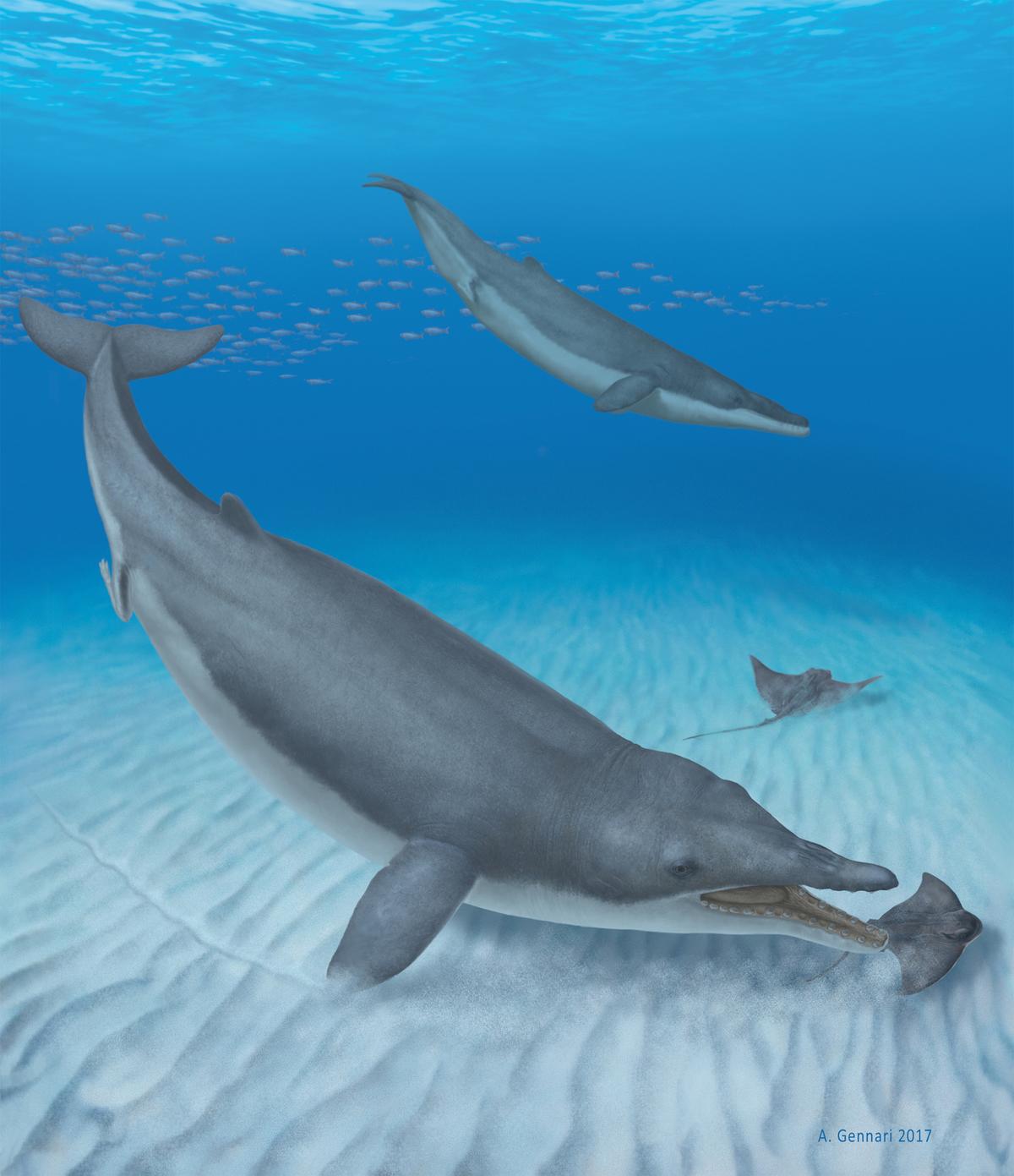 New fossil discovery changes evolutionary history of baleen whales