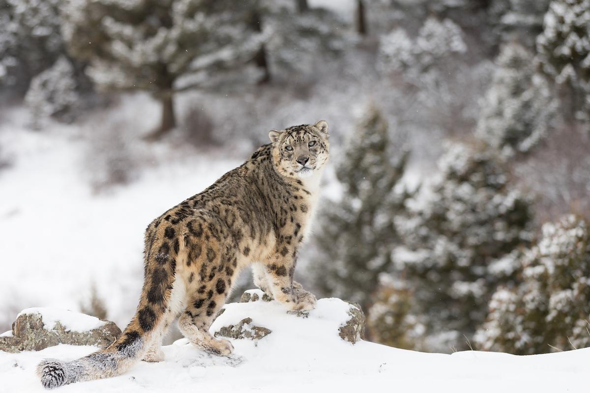 Three new subspecies of snow leopard have been discovered