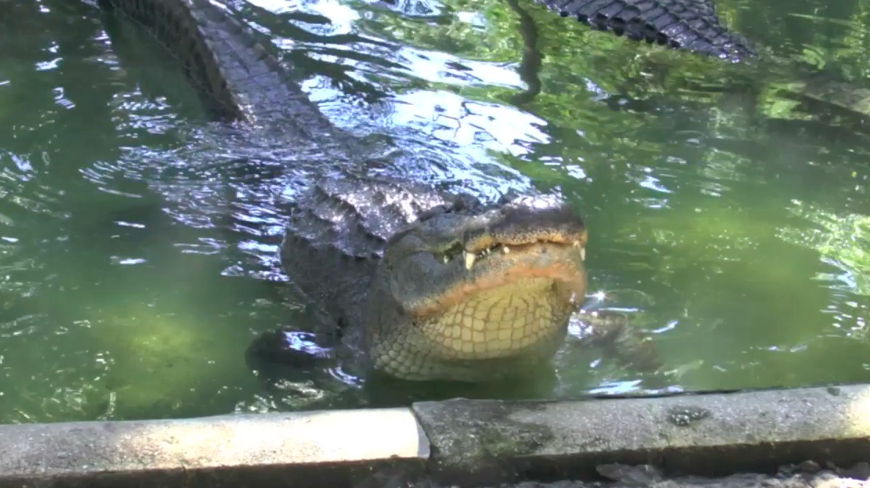 Alligator bellows during mating season