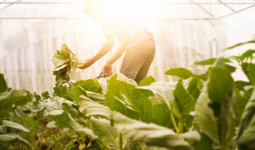 Lack of fresh produce has Alaska turning to greenhouses