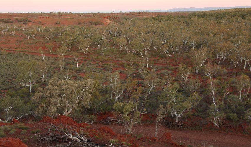 Previously unknown dryland forests discovered across the globe