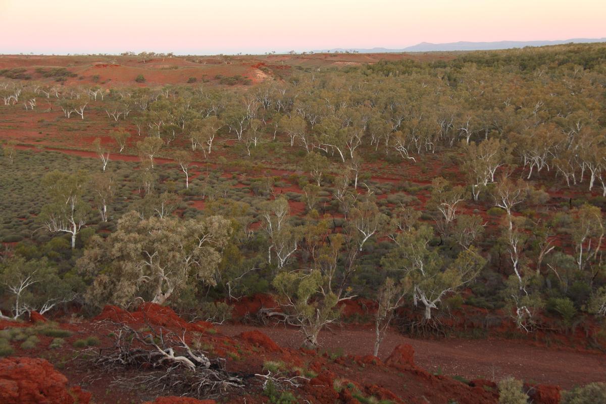 Previously unknown dryland forests discovered across the globe