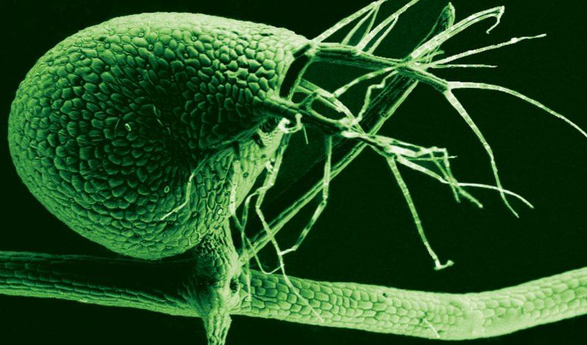How carnivorous plants fought evolution to remain carnivorous