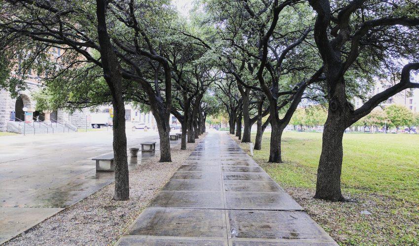Urban trees can actually increase ozone levels during heat waves