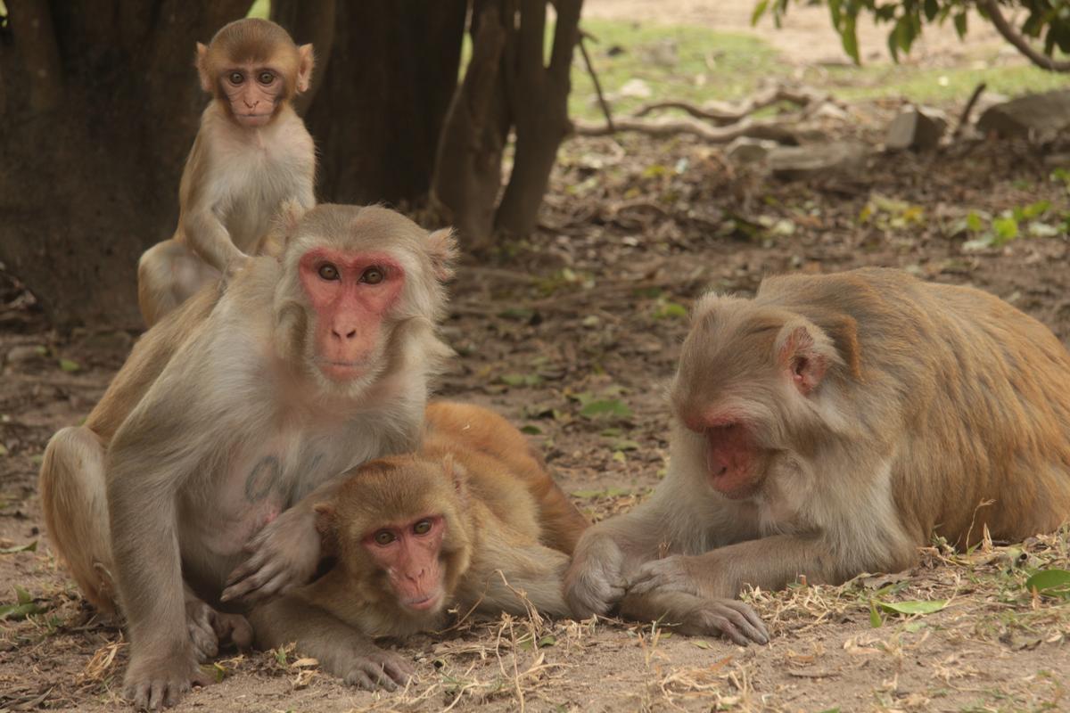 Study: Animals with large families live longer