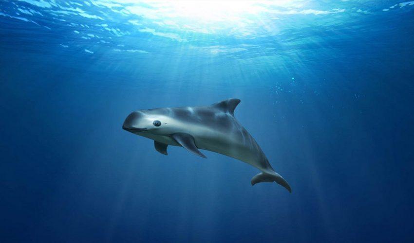 Pandas of the sea: vaquitas could go extinct this year