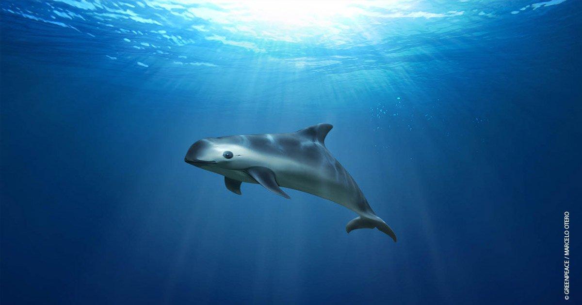 Pandas of the sea: vaquitas could go extinct this year
